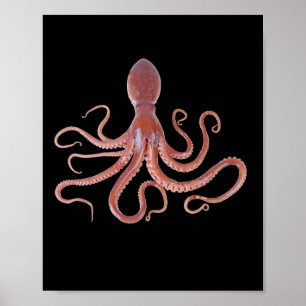Riesenfresser Tintenfisch aus dem Ozean für Tierfr Poster