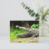 Riesengator mit offenem Mund Postkarte (Stehend Vorderseite)