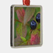 Riesengebäck im Flathead National Silbernes Ornament (Rechts)