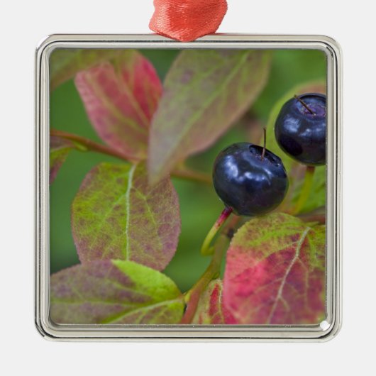 Riesengebäck im Flathead National Silbernes Ornament (Vorne)