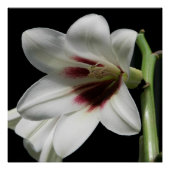 Riesengebirge Himalayan Lily Foto Glossy Poster (Vorderseite)
