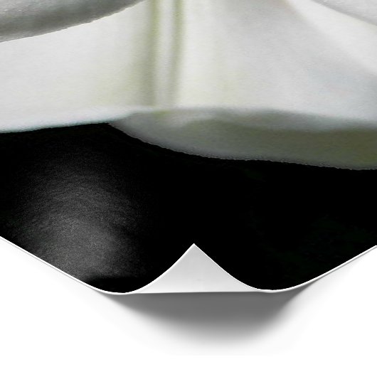 Riesengebirge Himalayan Lily Foto Glossy Poster (Ecke)