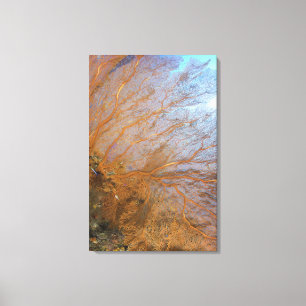 Riesengebirge (Plexauridae sp.) Leinwanddruck