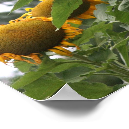 Riesengelbe Sonnenblumen Poster (Ecke)