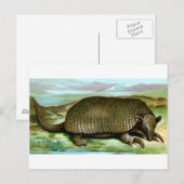 Riesengürteltier Postkarte (Vorne/Hinten)