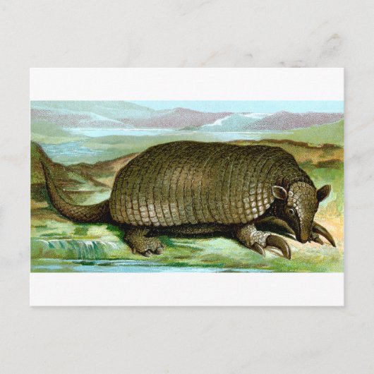 Riesengürteltier Postkarte (Vorderseite)
