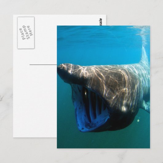 Riesenhai Postkarte (Vorne/Hinten)