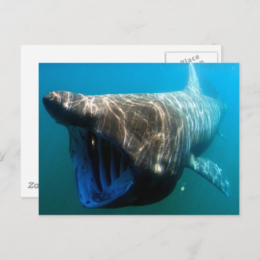 Riesenhai Postkarte (Vorne/Hinten)