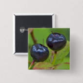 Riesenholzbeeren im Flathead National 2 Button (Vorne & Hinten)