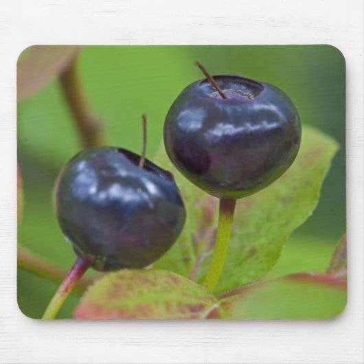 Riesenholzbeeren im Flathead National 2 Mousepad (Vorne)