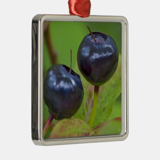 Riesenholzbeeren im Flathead National 2 Silbernes Ornament (Rechts)