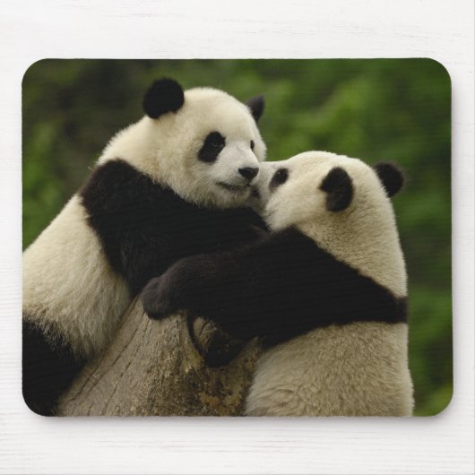 Riesenjunge (Ailuropoda melanoleuca) Mousepad (Vorne)