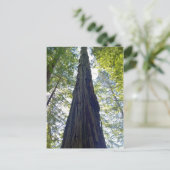 Riesenjunge Redwood Tree Postkarte (Stehend Vorderseite)