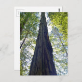 Riesenjunge Redwood Tree Postkarte (Vorne/Hinten)