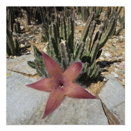 Riesenkaktus Poster (Vorderseite)