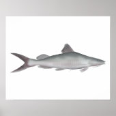 Riesenkatzer Poster (Vorne)