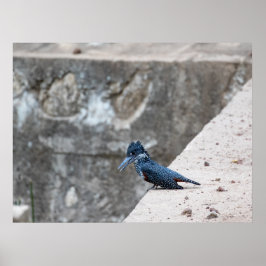 RiesenKingfisher auf der Kante Poster