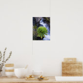 Riesenkreuzkraut oder Dendrosenecio 2 Poster (Küche)