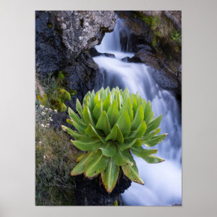 Riesenkreuzkraut oder Dendrosenecio 2 Poster