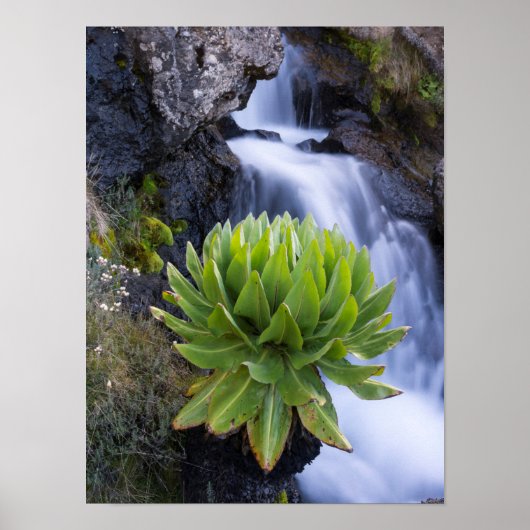 Riesenkreuzkraut oder Dendrosenecio 2 Poster (Vorne)