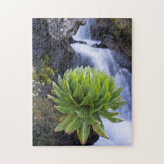 Riesenkreuzkraut oder Dendrosenecio 2 Puzzle (Vertikal)