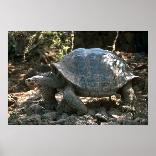 Riesenkurve Poster (Vorne)