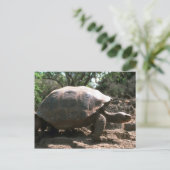 Riesenkurve Postkarte (Stehend Vorderseite)