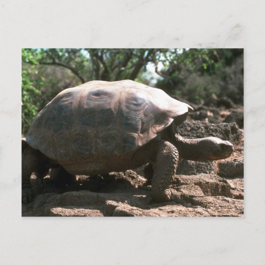 Riesenkurve Postkarte (Vorderseite)