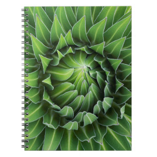 Riesenlobelie  Nationalpark Mount Kenya, Kenia Notizblock