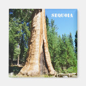 Riesenmagnet Sequoia! Magnet (Vorne)
