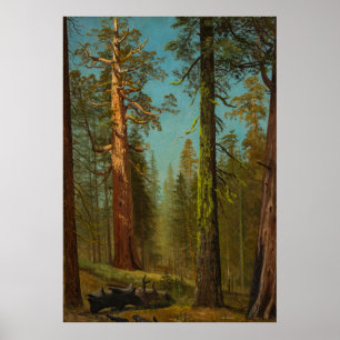 Riesenmammutbaum Mariposa Grove Kalifornien Poster