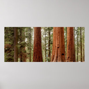 Riesenmammutbaum Panorama Poster