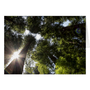 Riesenmammutbäume, Humboldt Redwoods State Park
