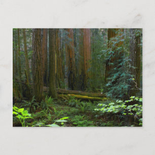 Riesenmammutbäume im Muir Woods National Park Postkarte