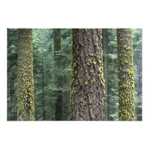 Riesenmammutbäume im Wald, Sequoia und Fotodruck
