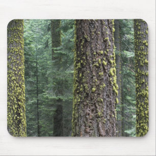 Riesenmammutbäume im Wald, Sequoia und Mousepad