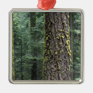 Riesenmammutbäume im Wald, Sequoia und Ornament Aus Metall