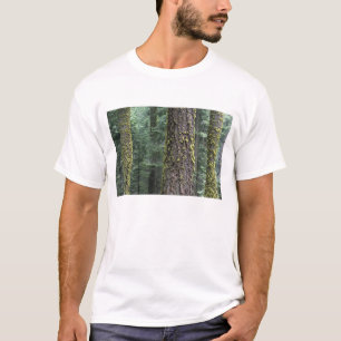 Riesenmammutbäume im Wald, Sequoia und T-Shirt