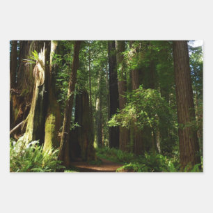 Riesenmammutbäume und Farne im Redwood National Pa Geschenkpapier Set