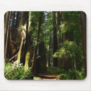 Riesenmammutbäume und Farne im Redwood National Pa Mousepad