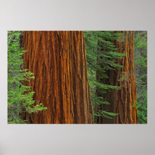 Riesenmammutbaumstämme im Wald, Yosemite Poster