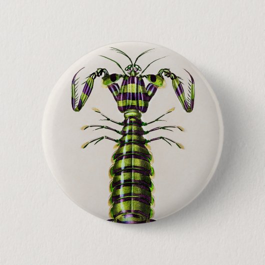 Riesenmantis-Garnelen Button (Vorderseite)