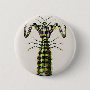 Riesenmantis-Garnelen Button
