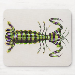Riesenmantis-Garnelen Mousepad
