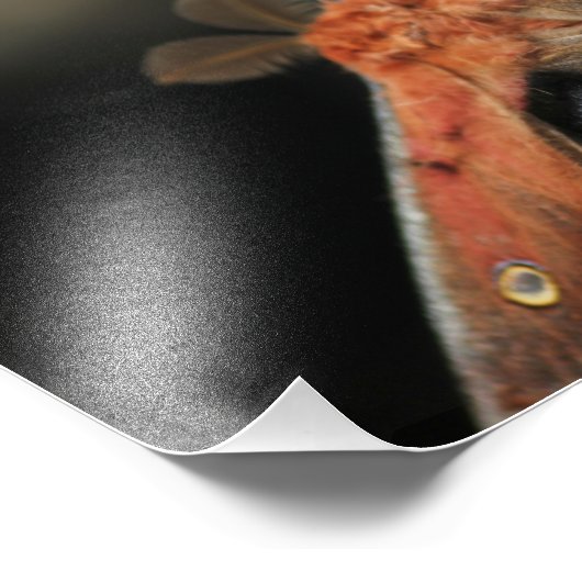 Riesenmoth - Antheraea Polyphemus Fotodruck (Ecke)