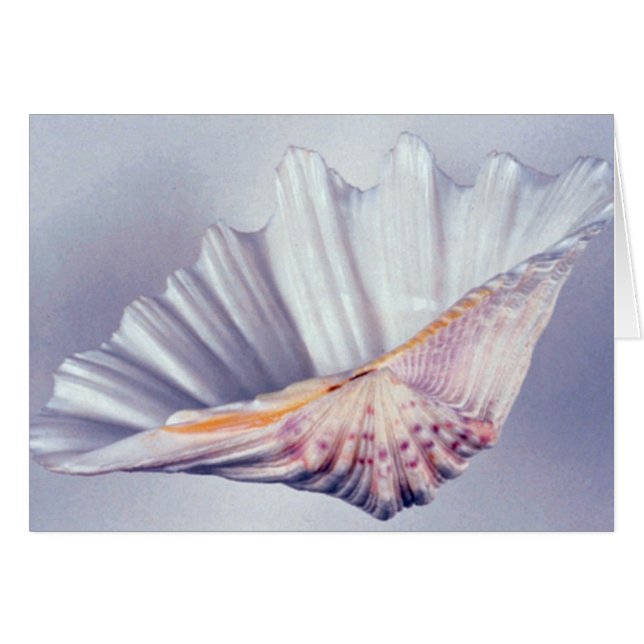 Riesenmuschel-Muschel für dekorative Zwecke (Vorderseite (Horizontal))