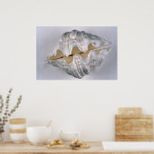 Riesenmuschel-Muschel für dekorative Zwecke Poster (Küche)
