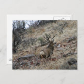 Riesenmuschelknochen Postkarte (Vorne/Hinten)