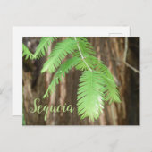 Riesennadel aus Sequoia Postkarte (Vorne/Hinten)
