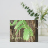 Riesennadel aus Sequoia Postkarte (Stehend Vorderseite)